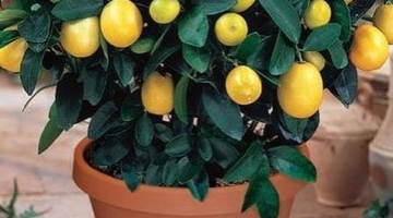 «متشتريهوش من السوق تاني»… طريقة المزارعين لزراعة الليمون داخل المنزل بطريقة سهلة وسريعة ومضمونة 100%