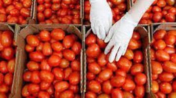 “كارثة في الأسواق”..وزارة الصحة تحذر من شراء هذا النوع من الطماطم من السوق! يسبب الوفاة