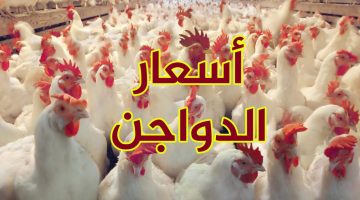 مفاجأة في سعر ” الفراخ ” اليوم الاثنين 18 من سبتمبر في الأسواق والمحال التجارية