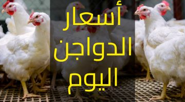 شوف الكيلو بكام.. اخر أسعار الفراخ في بورصة الدواجن الرئيسية اليوم الجمعة 1 سبتمبر 20223