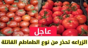 خراب بيوت مستعجل.. وزارة الصحة تحذر من هذا النوع من الطماطم المنتشر في السوق يسبب الوفاة