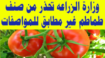 «هتندمي لو اشترتيها تاني»!! … هذا النوع من الطماطم تحذر منه وزارة الصحة لأنه قد يؤدي إلى الموت!!