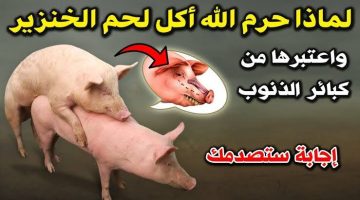 “سبب اغرب من الخيال”..هل تعلم لماذا حرم الله أكل الخنزير على المسلمين… ادخل شوف ليه حرام!!