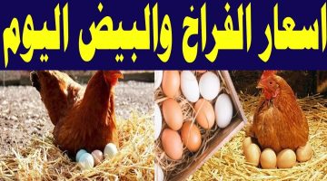 تزامنًا مع شم النسيم.. أسعار الفراخ والبيض اليوم الاثنين 6 مايو في الأسواق