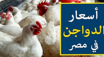 الساسو رفعت 5 جنيه.. أسعار الفراخ والبيض اليوم الأحد 5 مايو في الأسواق